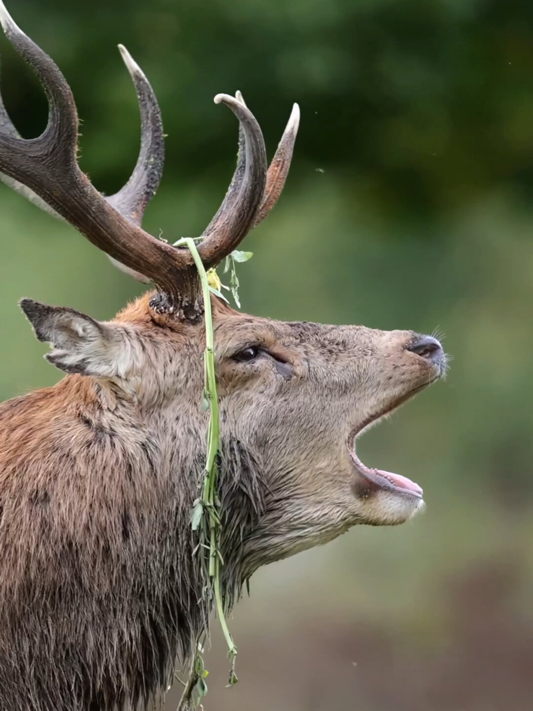 大自然中的鹿鸣声