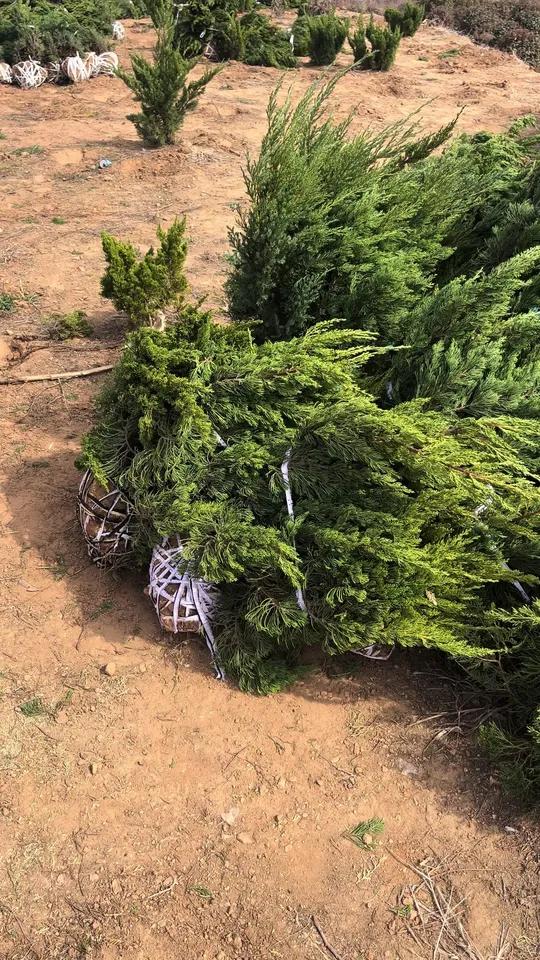 龙柏球龙柏毛球继续开挖