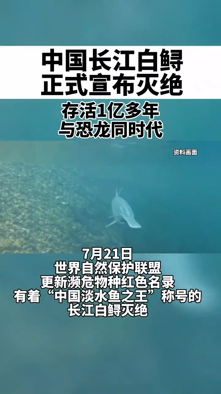 长江白鲟宣布灭绝事件图片