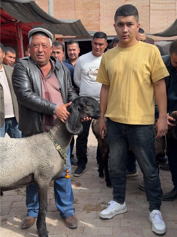 刀郎羊,种公羊,农村生活
