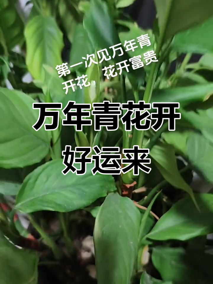 万年青开花,寓意健康长寿与家庭和谐