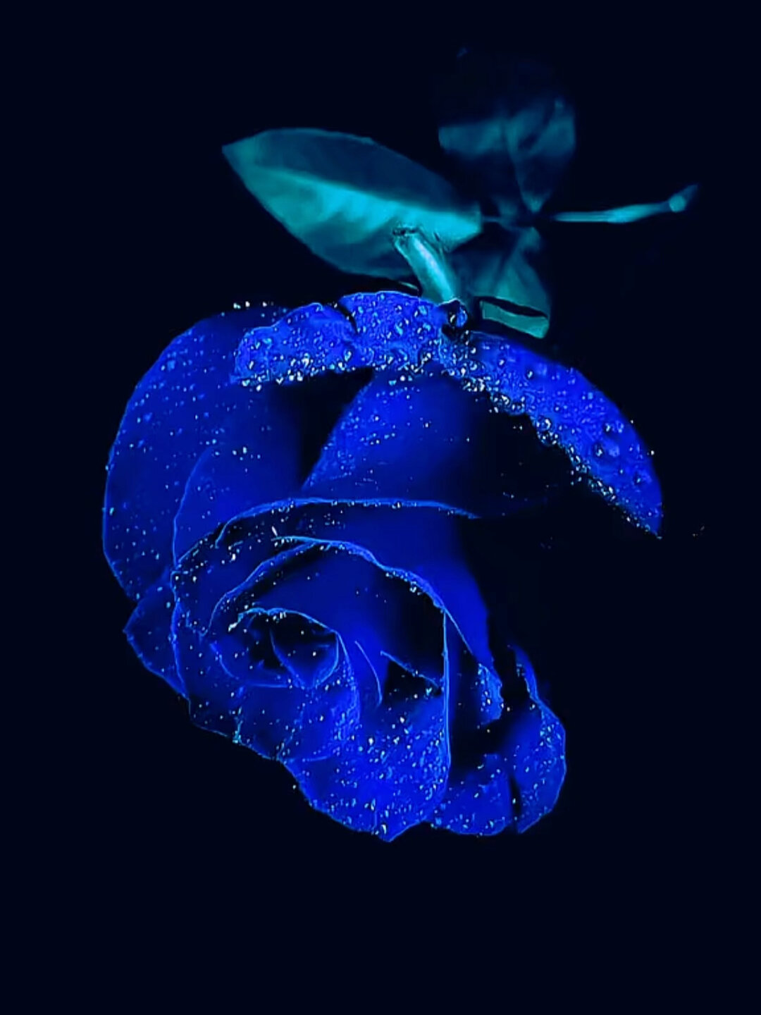 玫瑰花素材免抠图好用