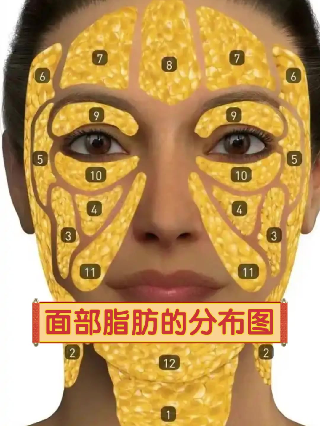 面部脂肪的分布图