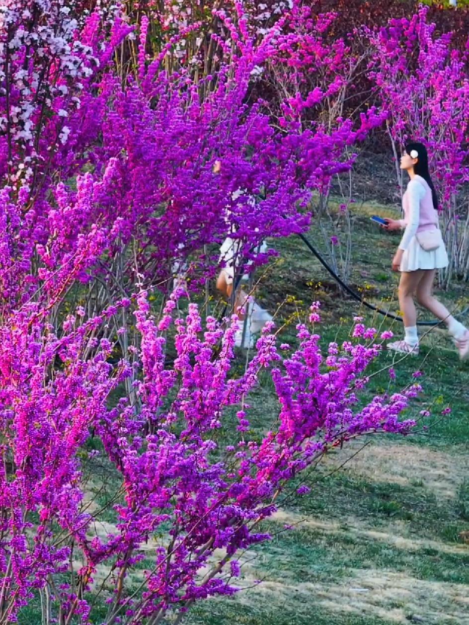 济南春天踏青游玩好去处,露营赏花打卡地.