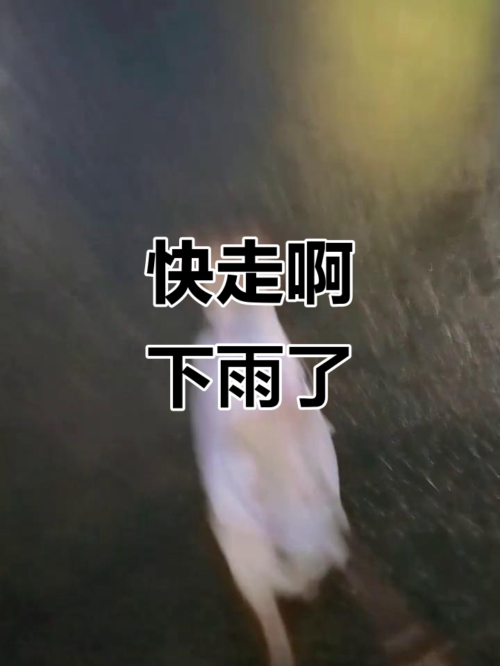 下雨天不溜达?快跑吧,一天事儿还不少呢!