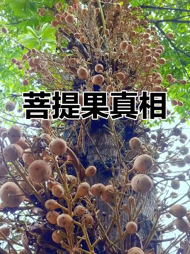 菩提树结果,视频为证!谁还敢质疑它的真实性?