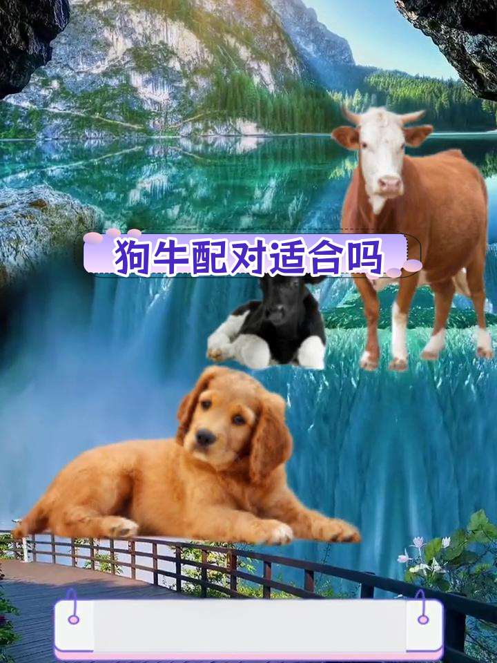 属狗男与属牛女的婚姻匹配度分析