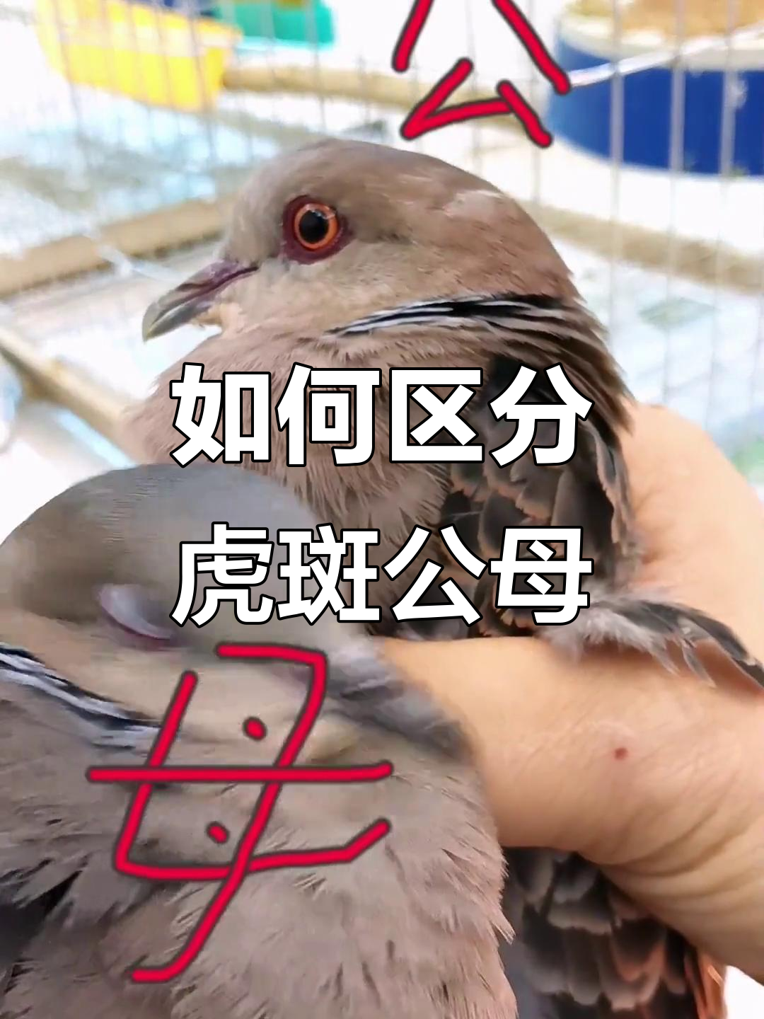 虎纹班鸠公母分辨技巧,教你如何一眼识破