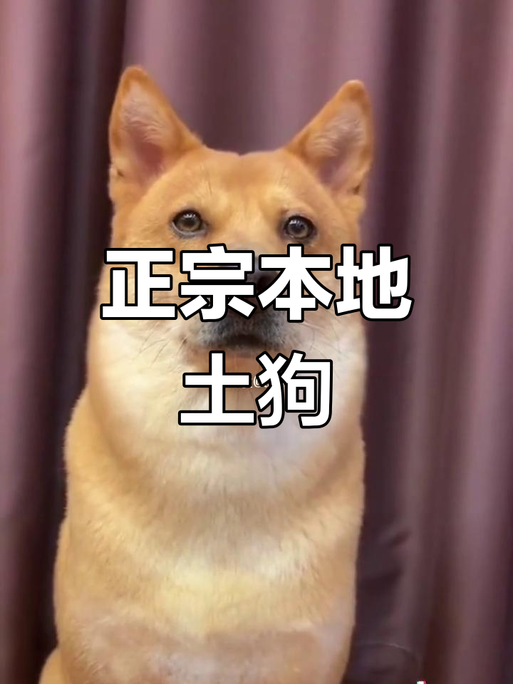 抖音陈土狗=网红陈土土个人资料