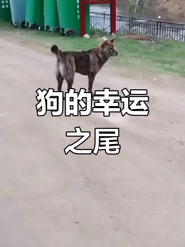 狗狗尾巴短,财运旺;麒麟尾象征好运与镇宅