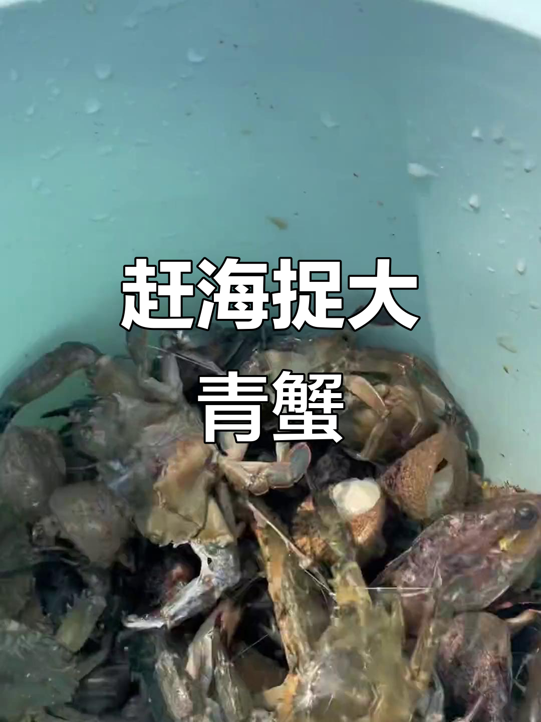 赶海抓大青蟹,乐趣多多!