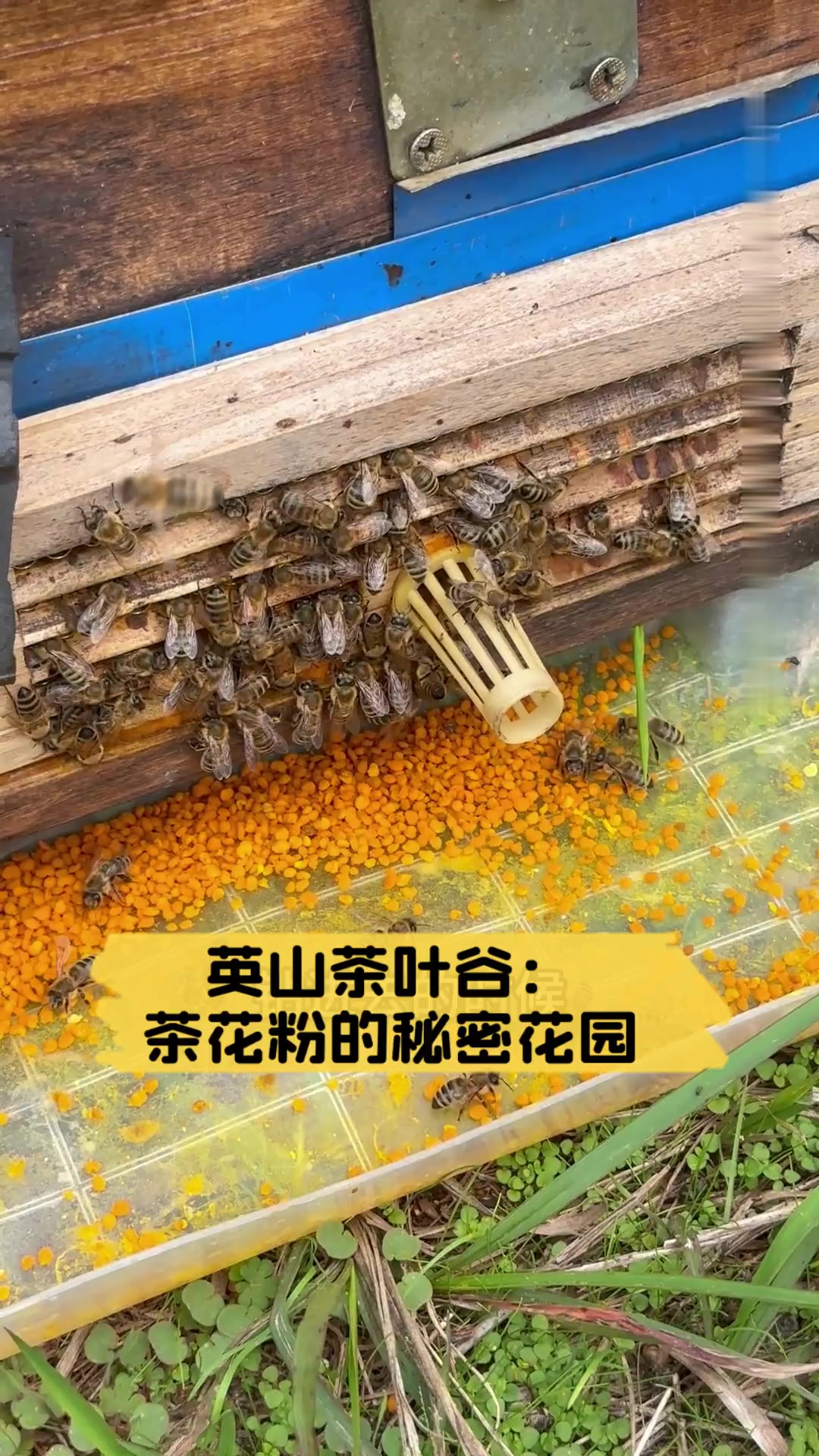 英山茶叶谷茶与爱情图片