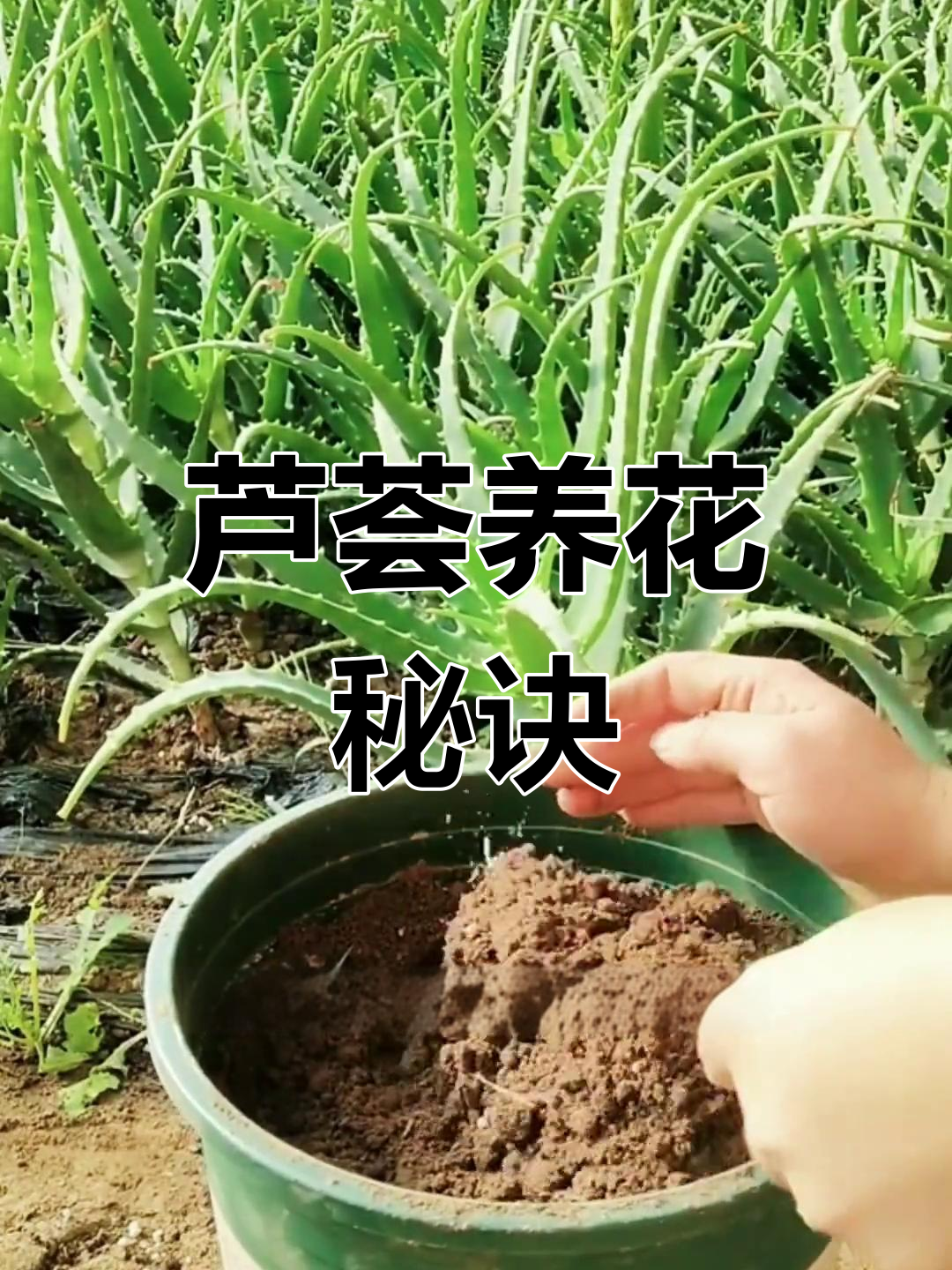 芦荟种植技巧与养护经验