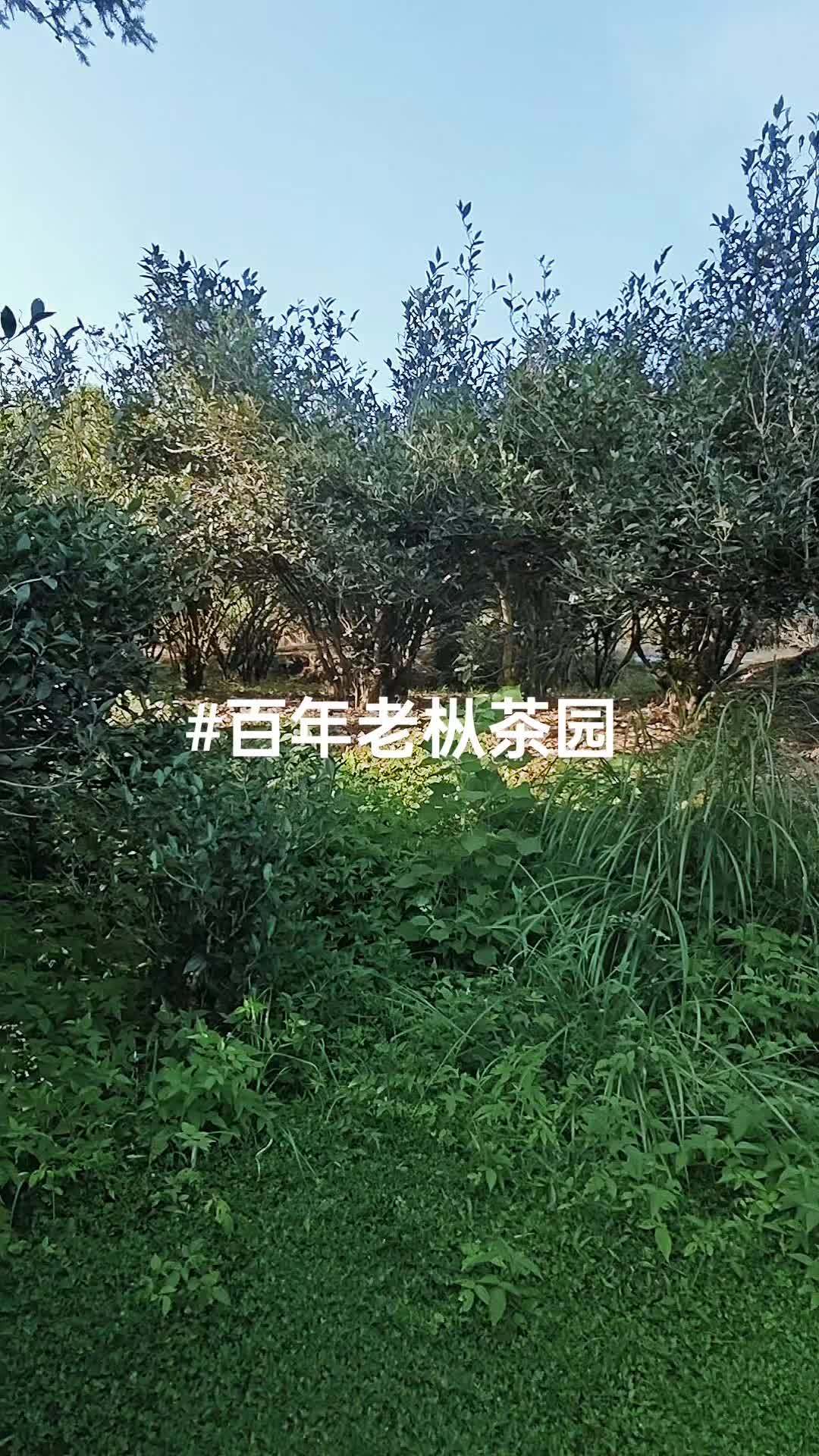 武夷岩茶源头山场 大红袍 马头岩肉桂 牛栏坑肉桂 虎啸岩肉桂 老枞