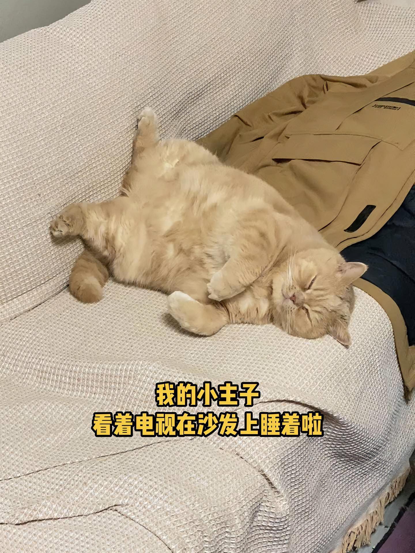 你看看谁家小猫这样睡沙发啊,不起应该睡成一个可爱的球球吗,你怎么躺