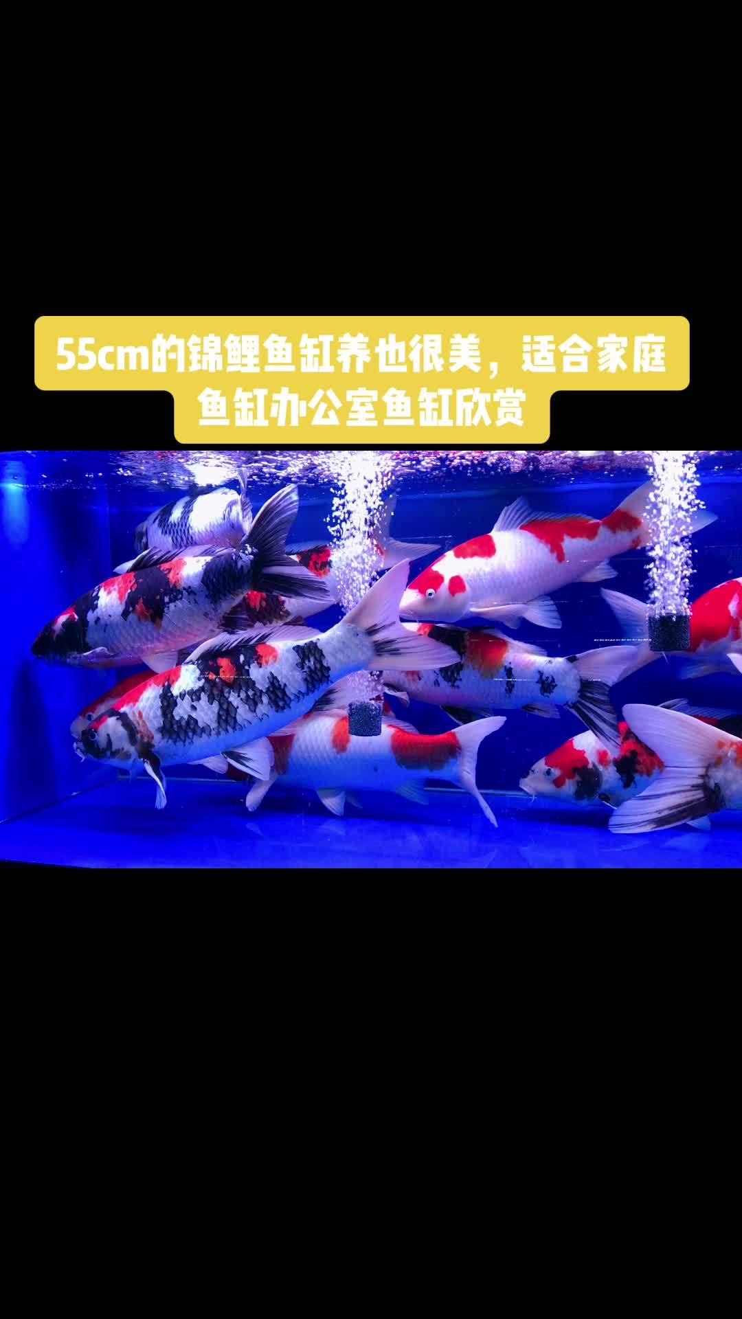 鱼缸养锦鲤也是很美的 见者好运见者发财 好运锦鲤 观赏鱼 见锦鲤者发