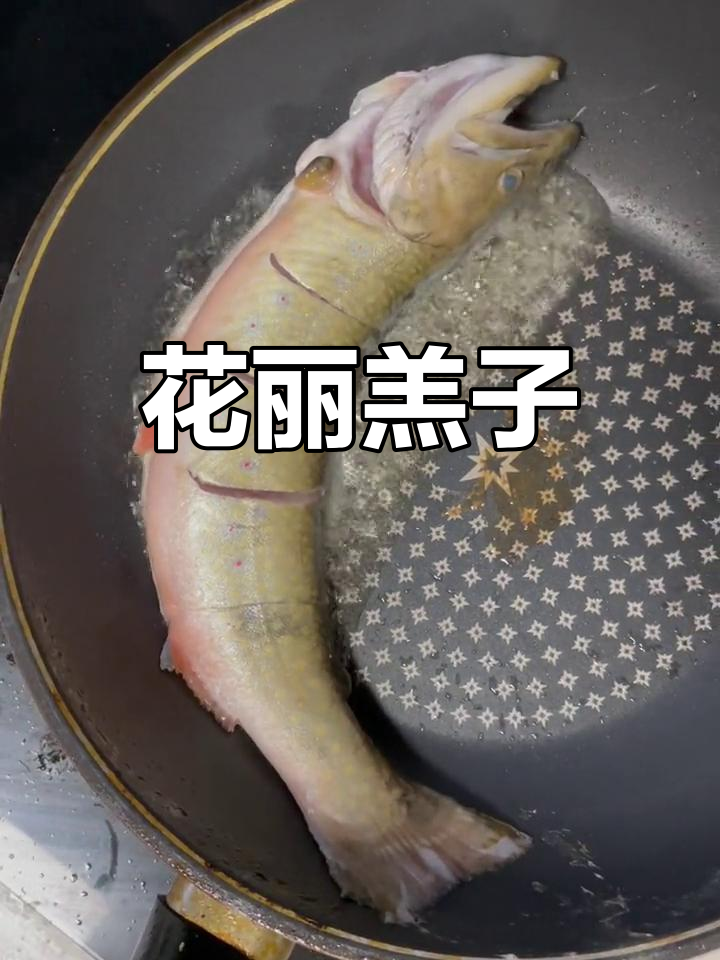 长白山冷水鱼种:花羔红点鲑