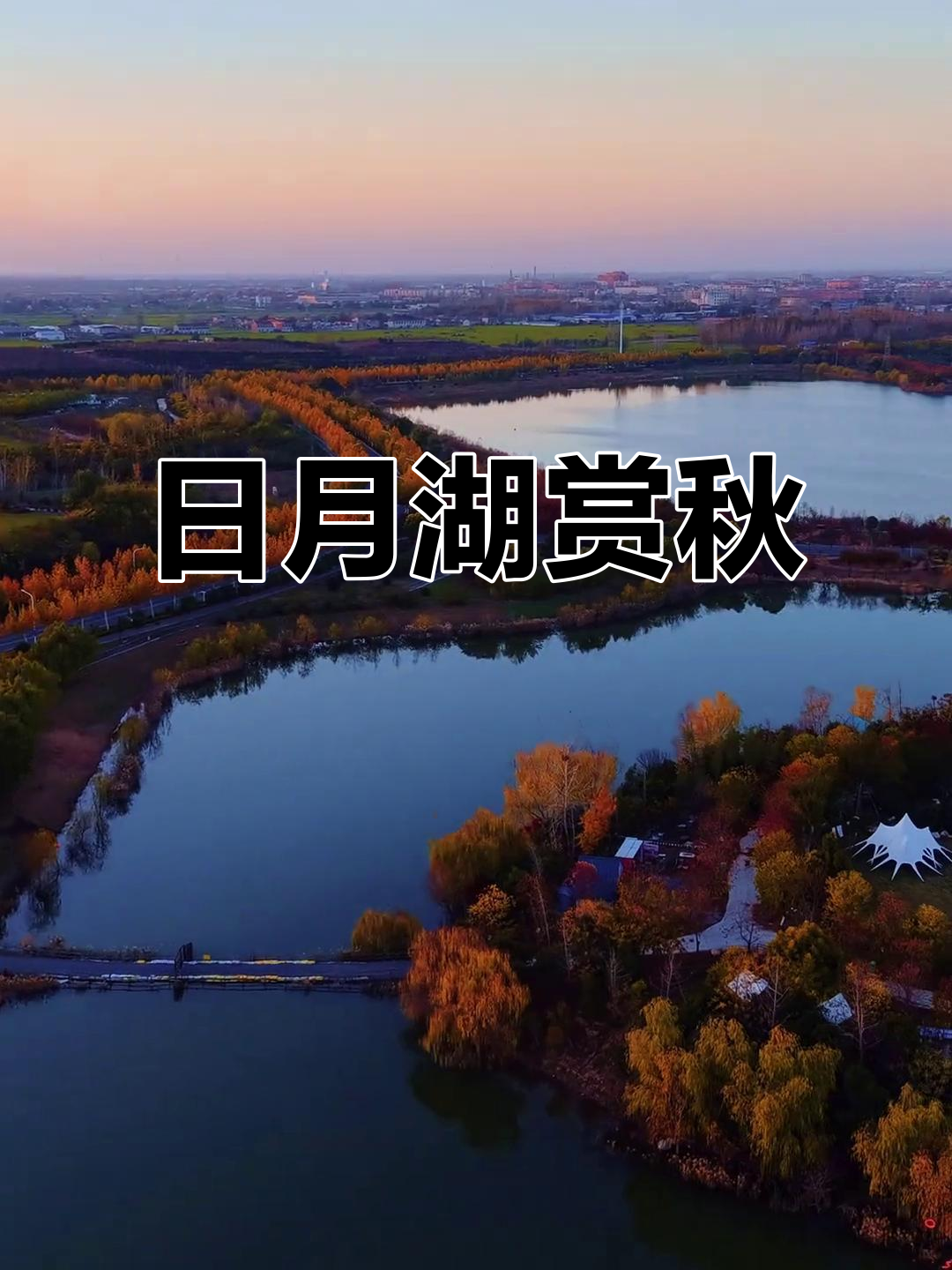 梧桐树盛开,永城日月湖美景尽收眼底