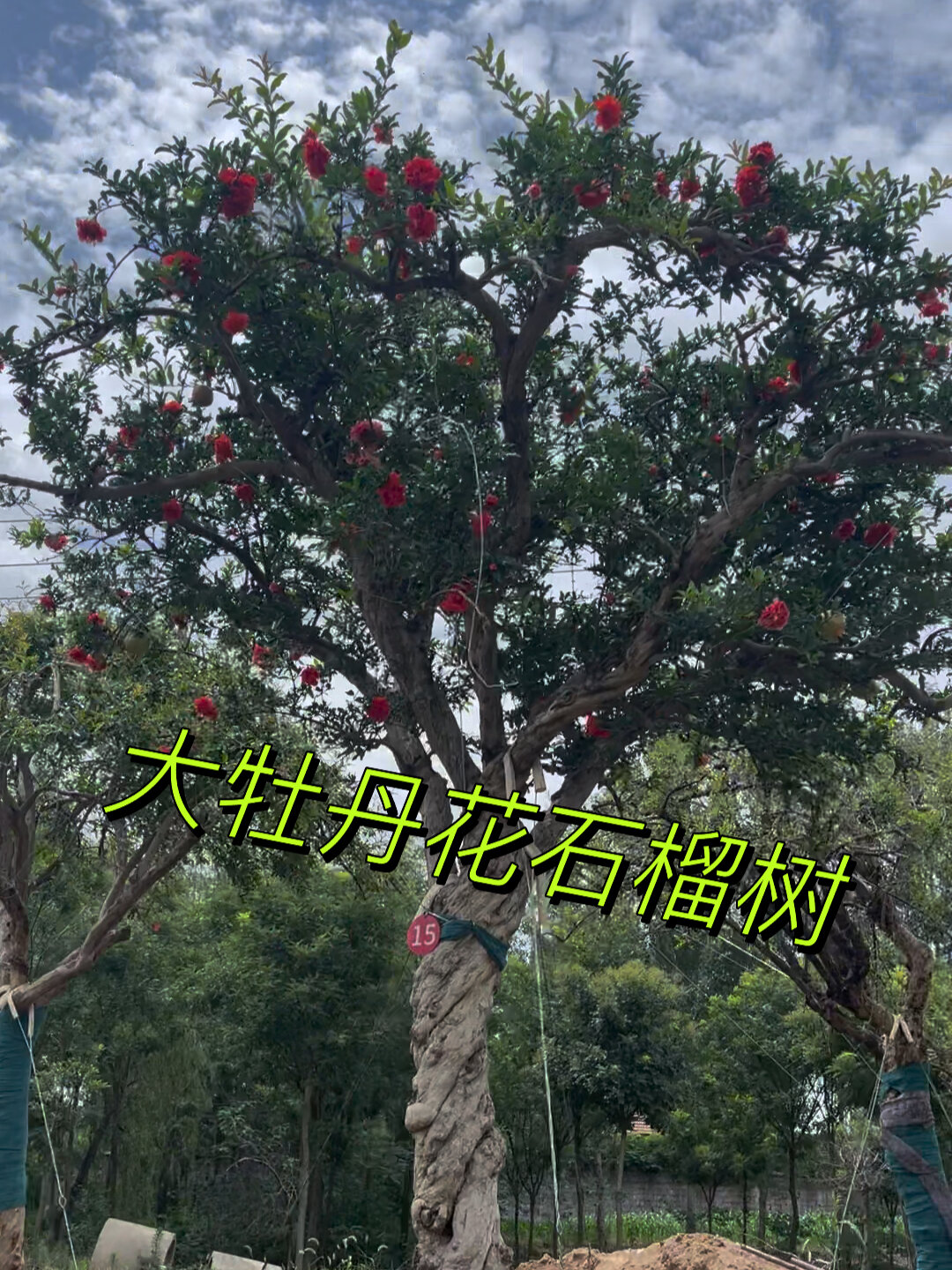 牡丹花石榴树的特征图片