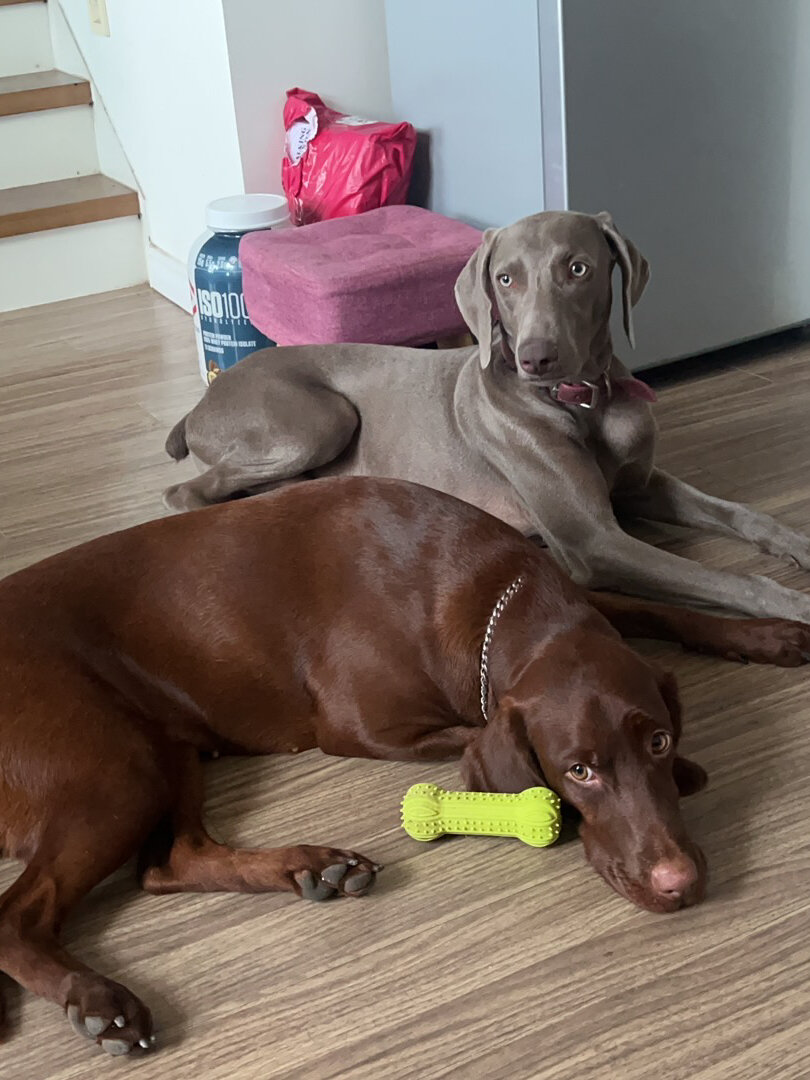 维兹拉犬 & 魏玛犬|我亲爱的二狗子