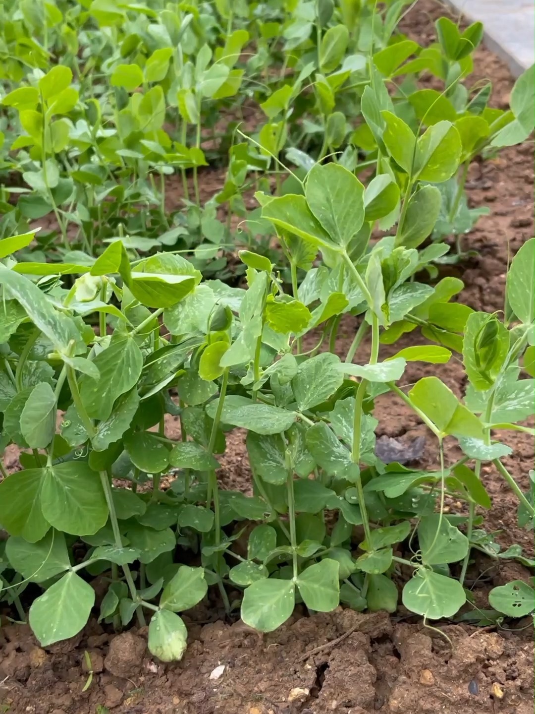 今天给大家分享豌豆苗种植方法