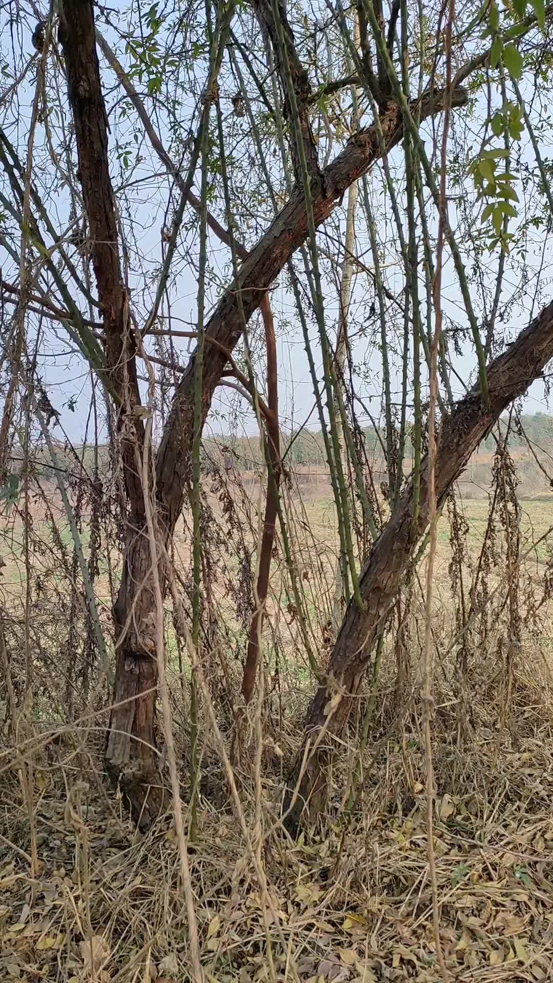 一棵荒废几年的山木香老桩,明年春天就让你重获新生 养花小知识 盆景