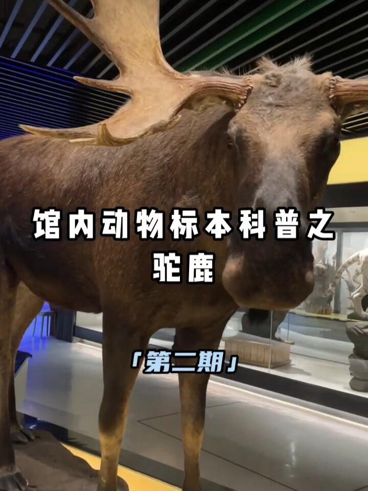 「馆内动物标本科普」驼鹿的冷知识