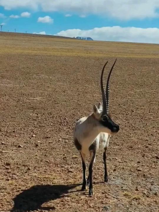 可可西里藏羚羊,太漂亮了
