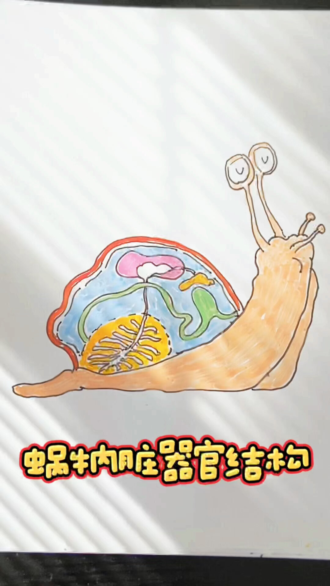 蜗牛内部结构图片