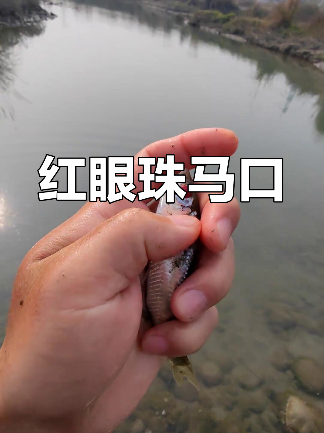 钓了这么多年鱼,第一次见这种红眼珠马口
