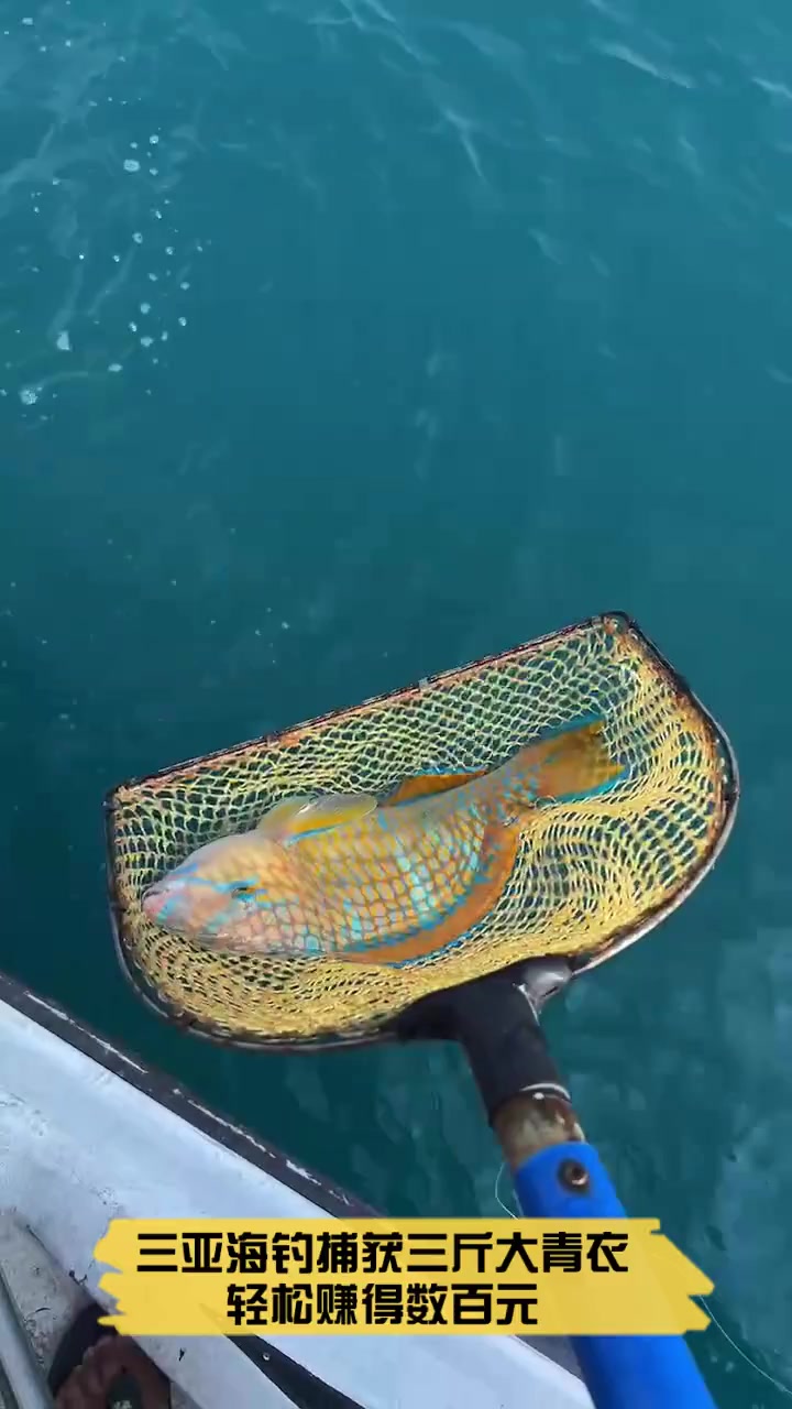 三亚海钓捕获三斤大青衣,轻松赚得数百元