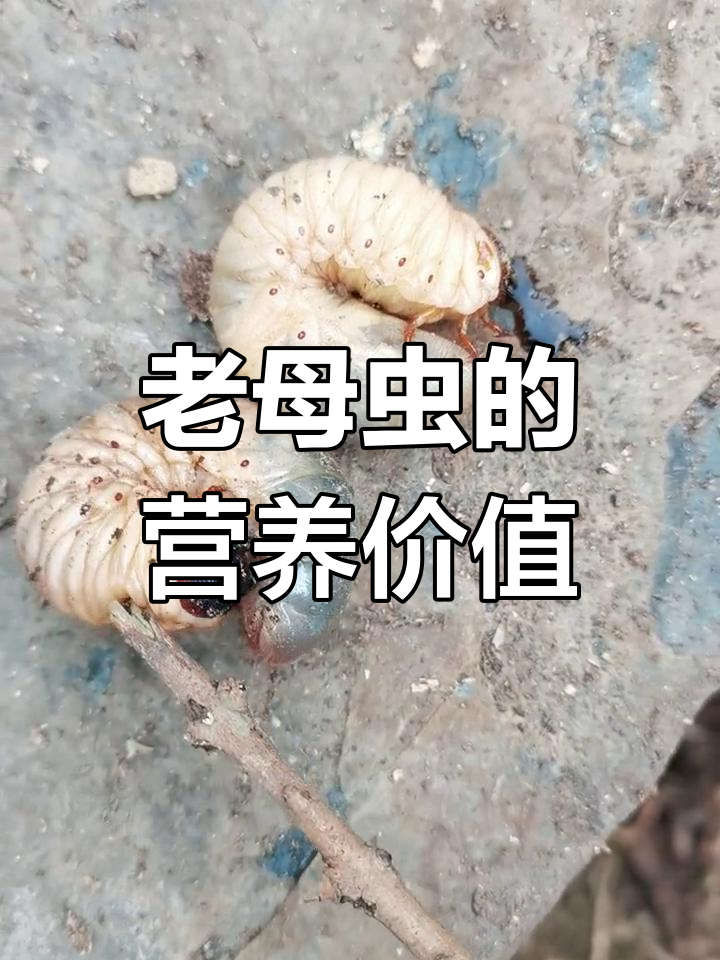 深藏地底的蛋白质宝藏,老母虫的美味秘密