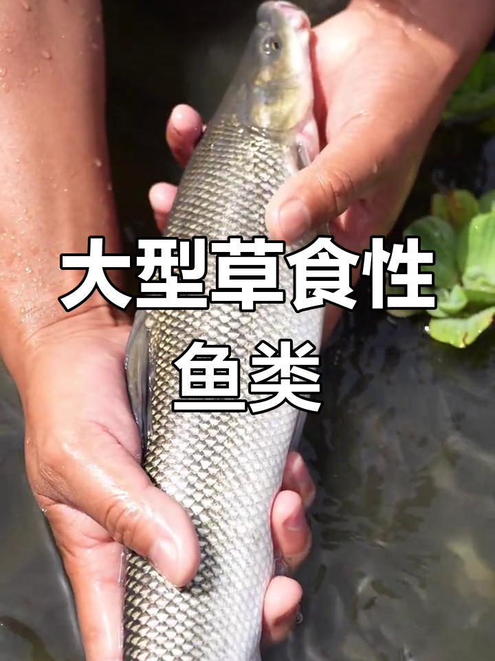 淡水银鳕鱼:耐低氧,抗逆性强,最大能长20斤