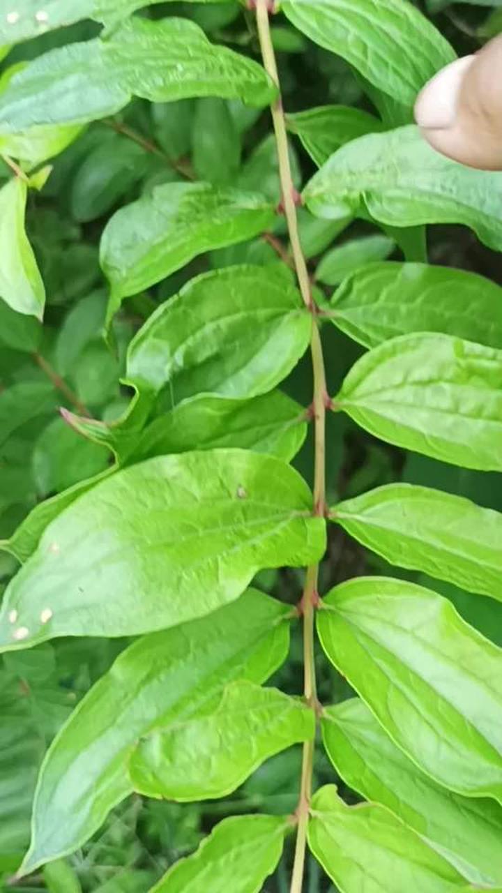 农村有名气的珍贵中药材植物,快回家找找