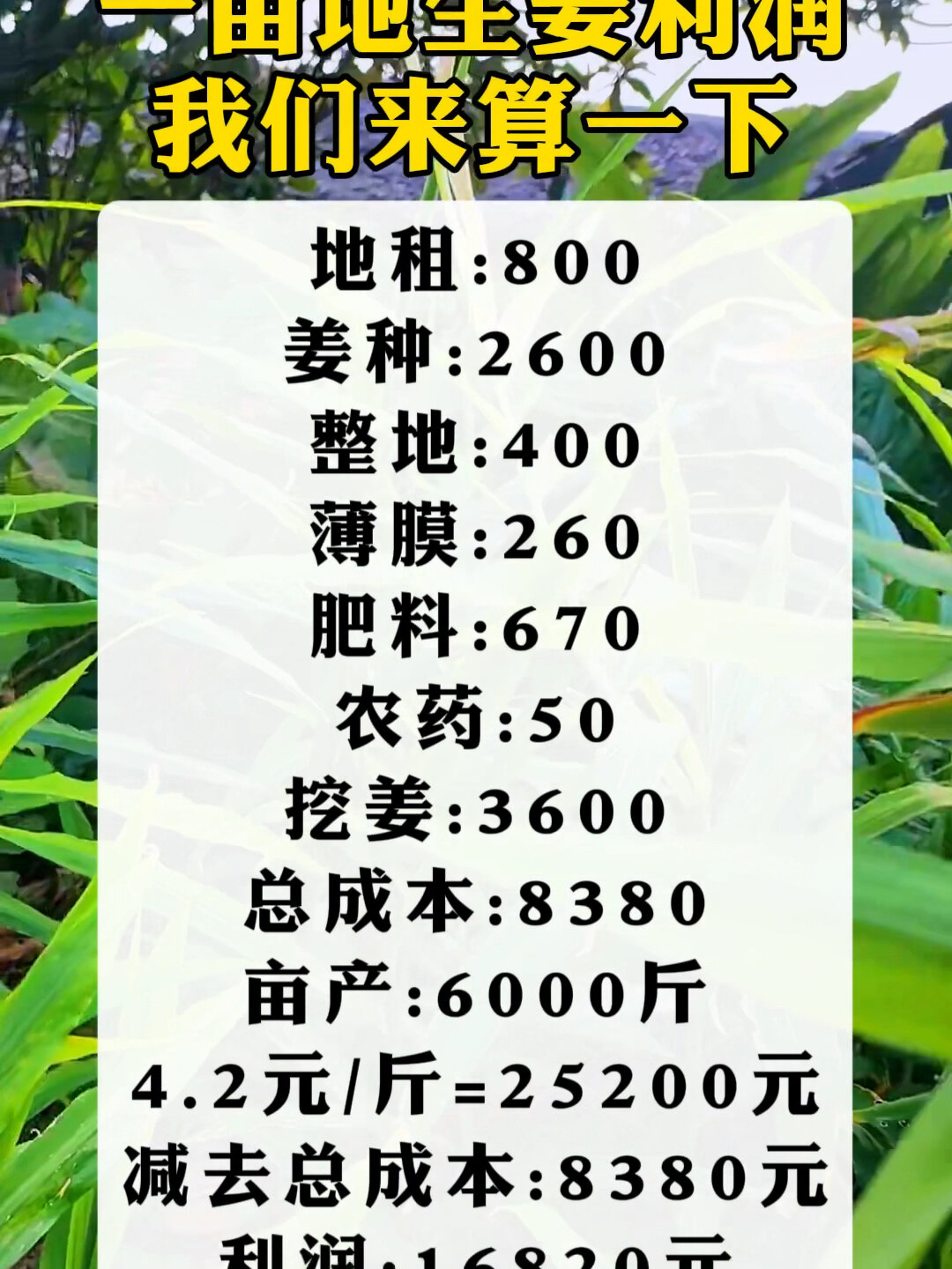 1亩菜地一年产值多少(一亩菜地一年能赚多少钱?)