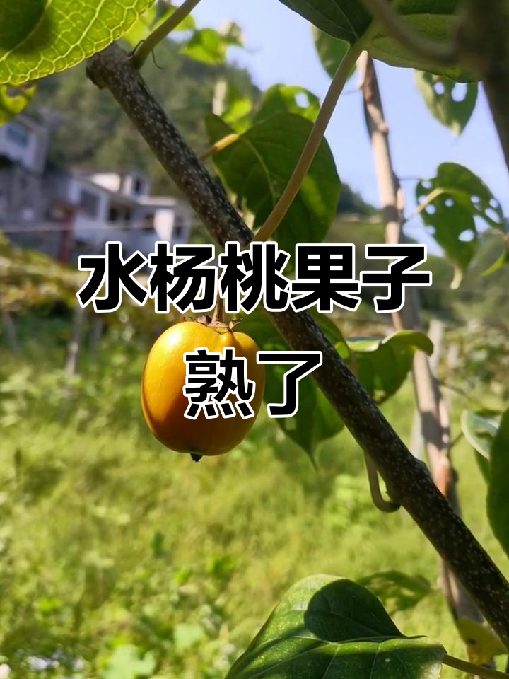 对萼水杨桃果实变黄,自家果园的丰收季节