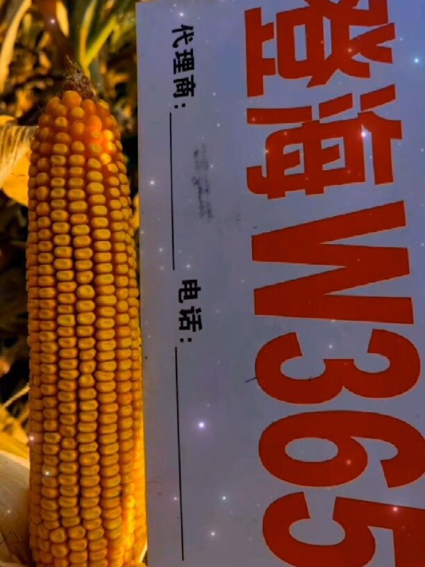 登海w365-登海系列品种,最顶尖品拍牌!