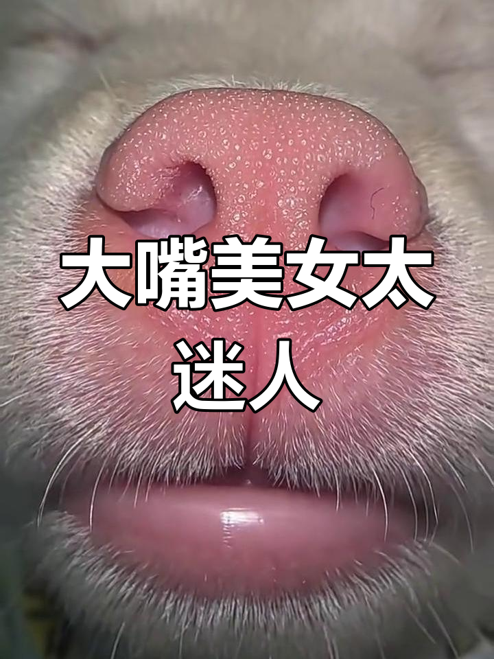 这大嘴唇子,谁看了不迷糊?