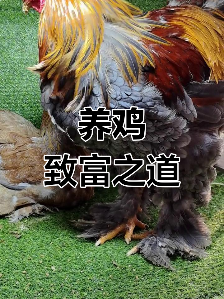农村创业养鸡挣钱吗现在(在农村创业养鸡需要什么条件)