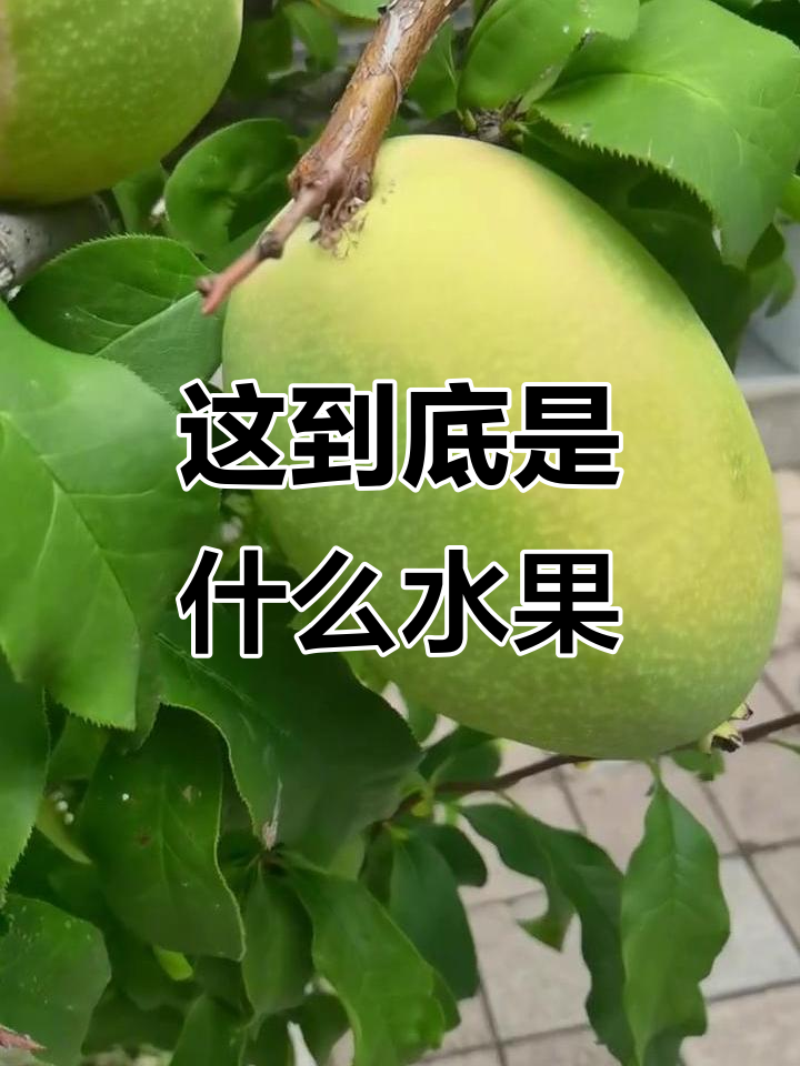 这是什么水果?像桃又似梨,外皮像芒果