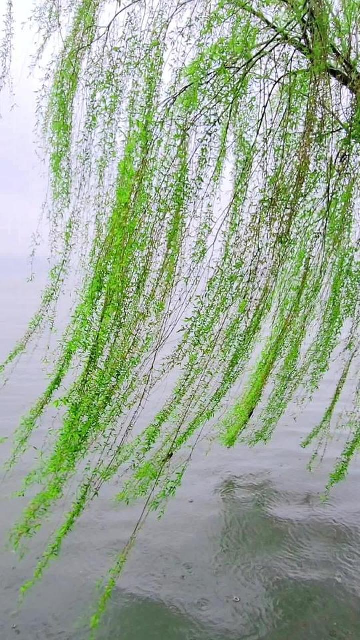 春风轻吻西湖垂柳,含情绽放尽显婀娜之姿