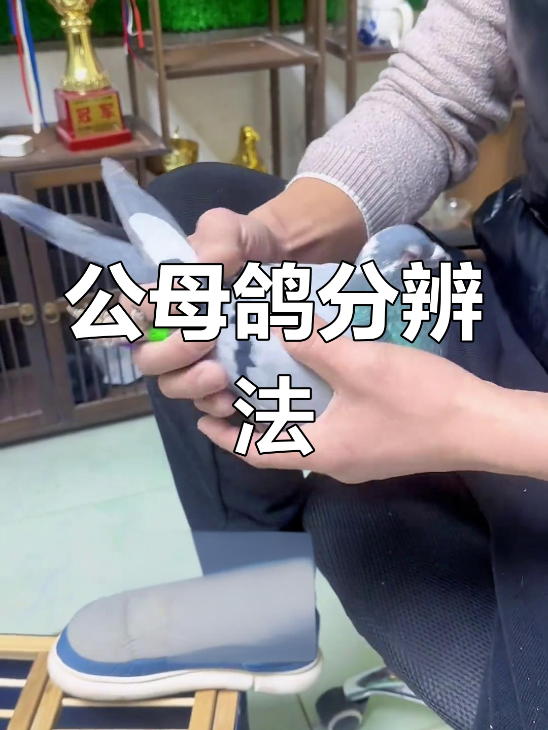 鸽子公母辨别技巧大揭秘