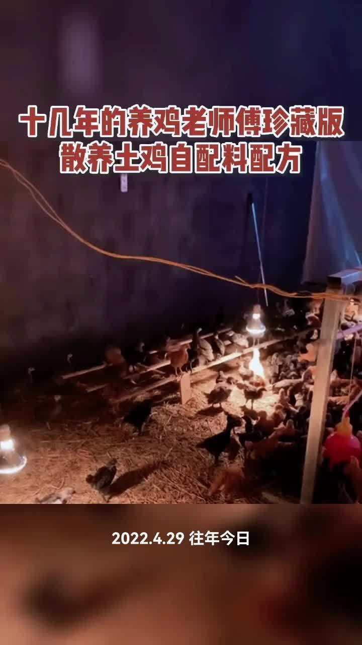 土鸡养鸡技术(土鸡养殖技术要点)