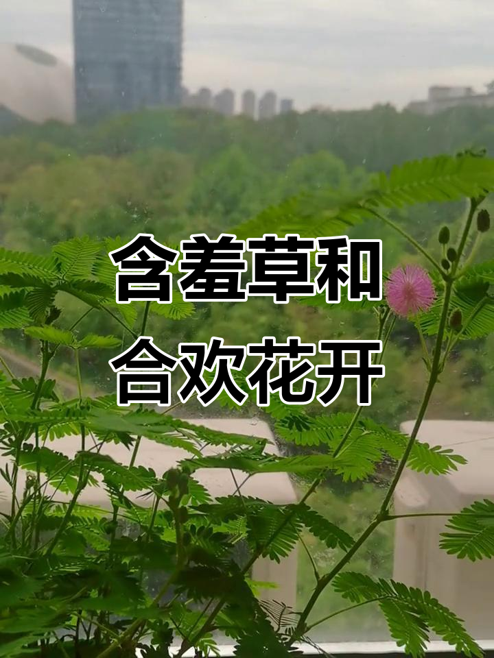 含羞草与合欢花竟是"亲戚"?第一次见它们开花,太神奇了!