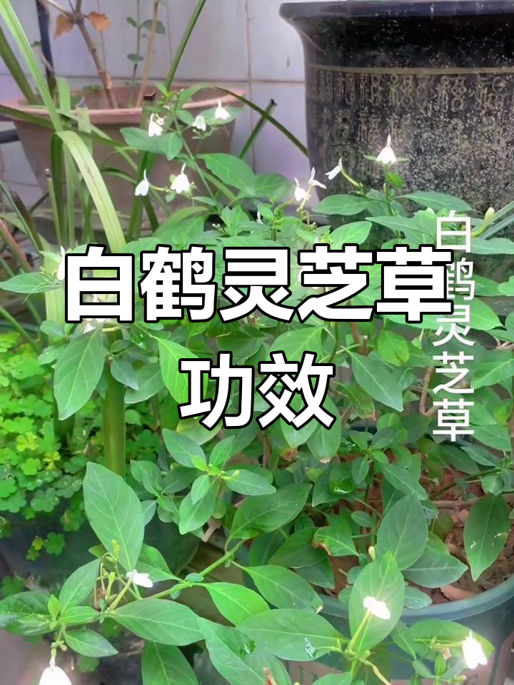 白鹤灵芝草:清肝明目,解毒安神