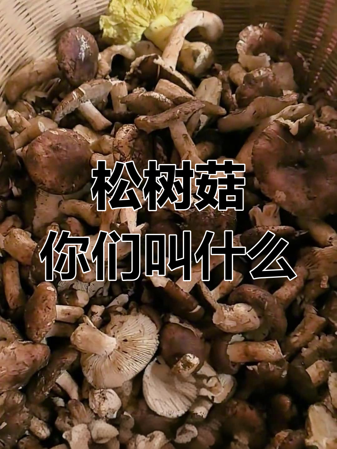 赣县大埠话的"松毛菌",你家乡叫它什么?