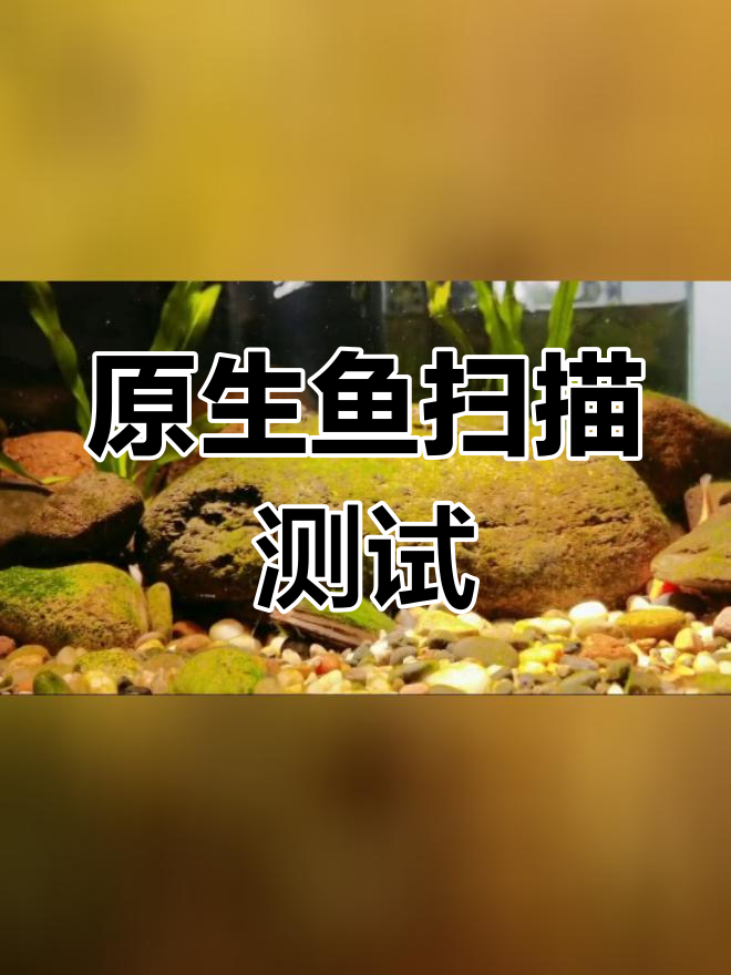 扫一扫识别鱼类图片