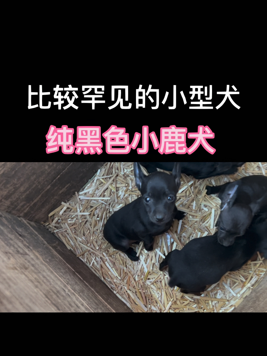 纯黑色的小鹿犬特别少见