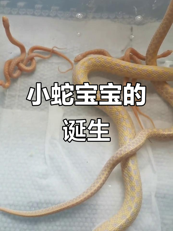 束带蛇生小宝宝,卵胎生的神奇过程揭秘