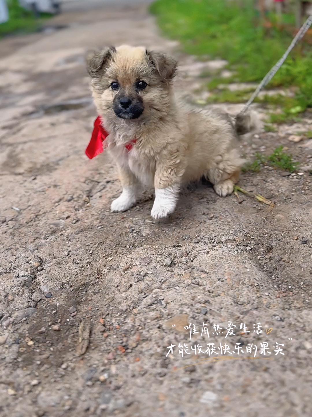 萌娃 狗是人类最忠诚的朋友请善待它